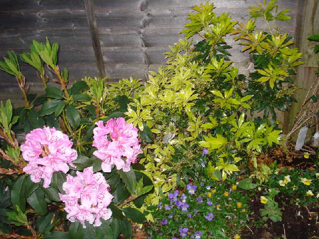 Rhododendrons and pansies