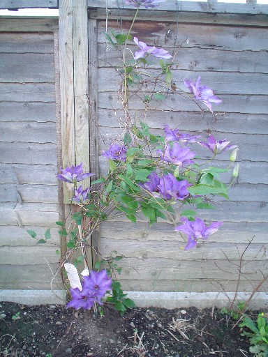 Clematis